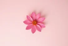 O que é o clitóris? Como estimular essa parte essencial do prazer feminino