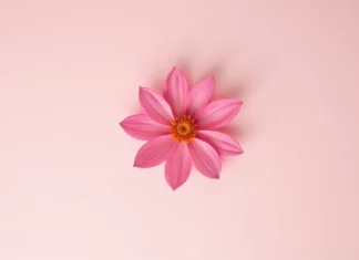 O que é o clitóris? Como estimular essa parte essencial do prazer feminino